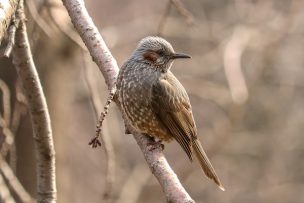 鳥害対策 害鳥駆除の方法まとめ 鳥よけ 防鳥製品のタイプ